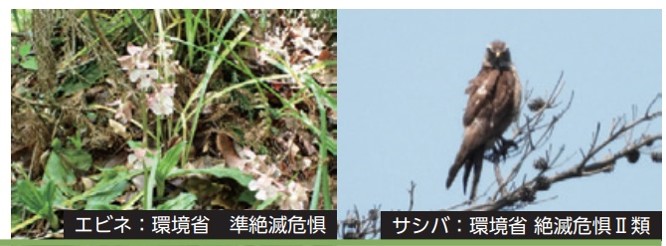 水源の森ほうき