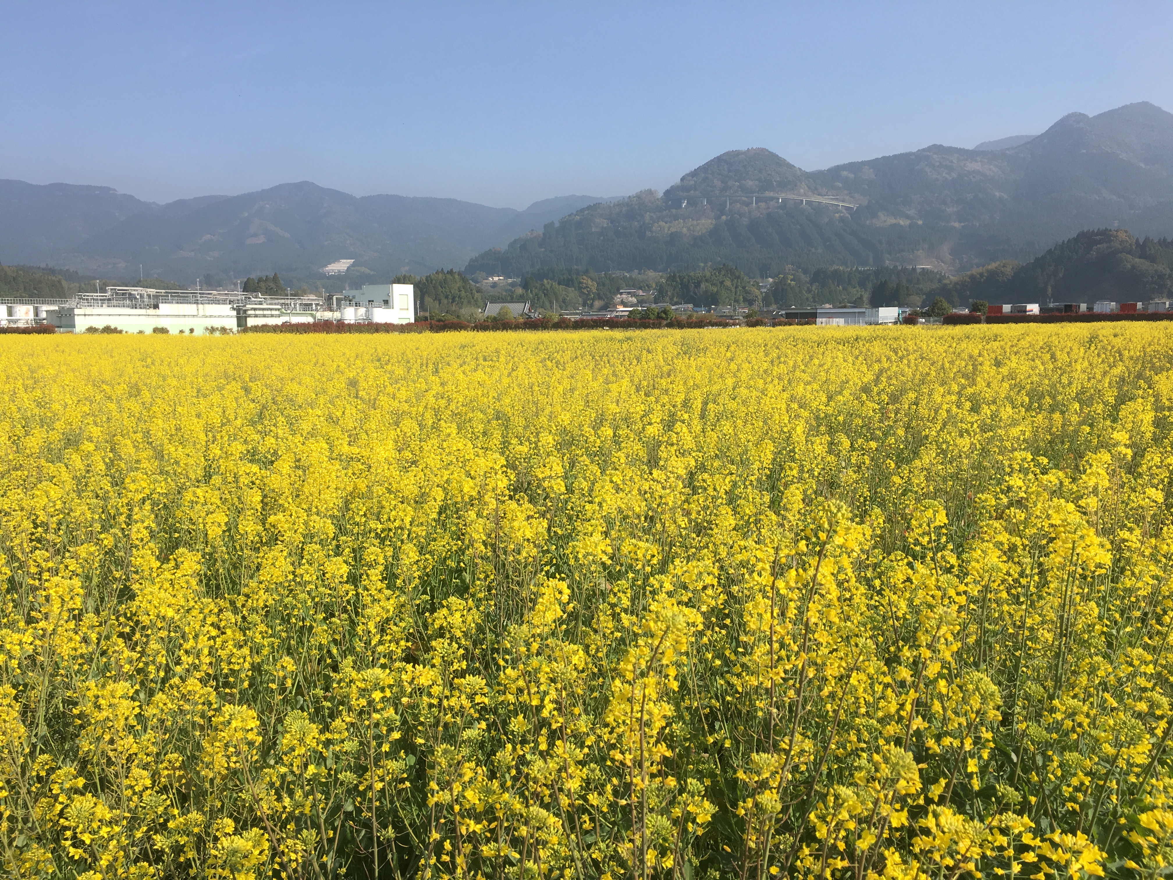 菜の花情報 ～満開です～ | えびの工場｜コカ・コーラ ボトラーズ