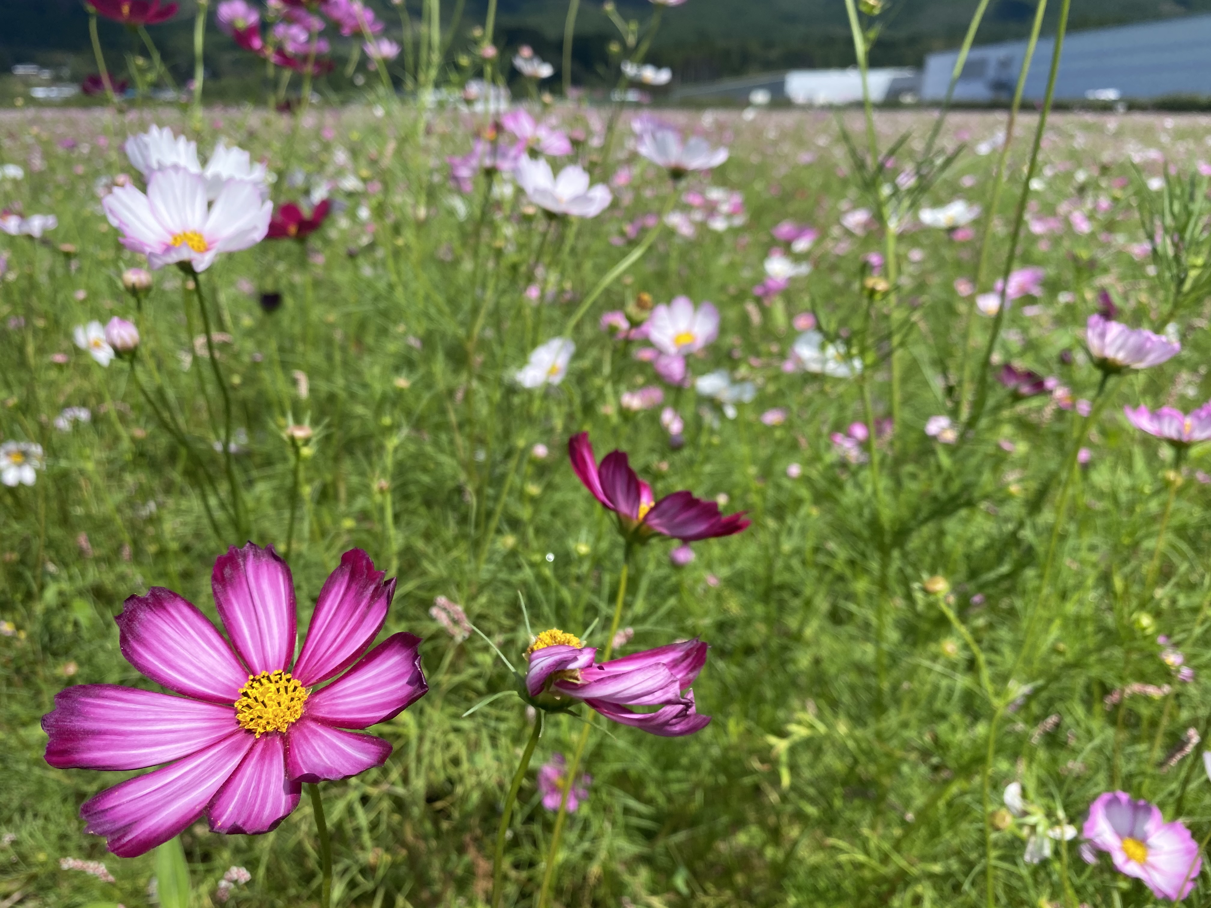 コスモス 3年ぶりにコスモスが開花！10月中旬ごろが見ごろ | えびの工場｜コカ