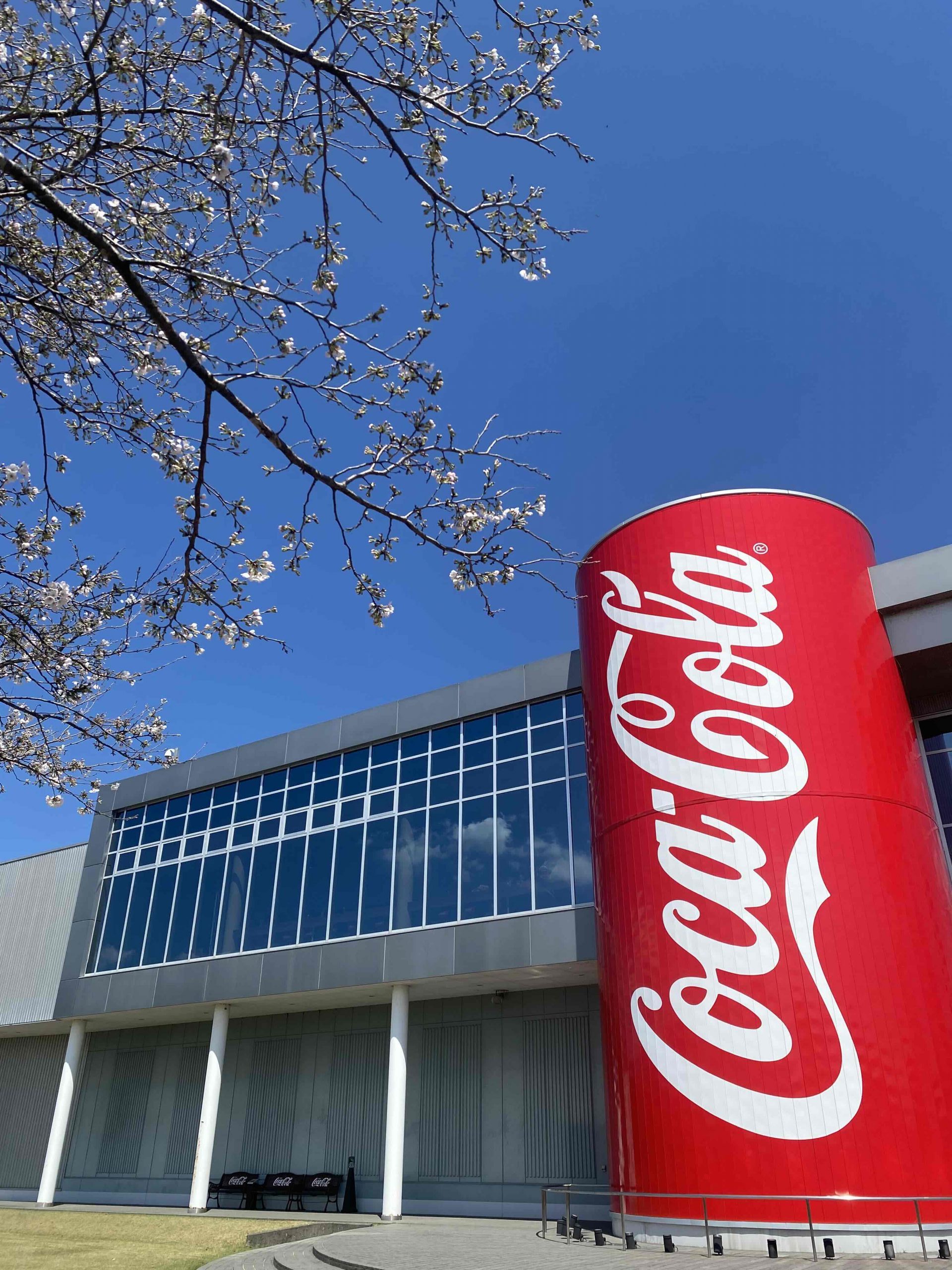 2024.3.27 菜の花情報～桜も開花～ | えびの工場｜コカ・コーラ