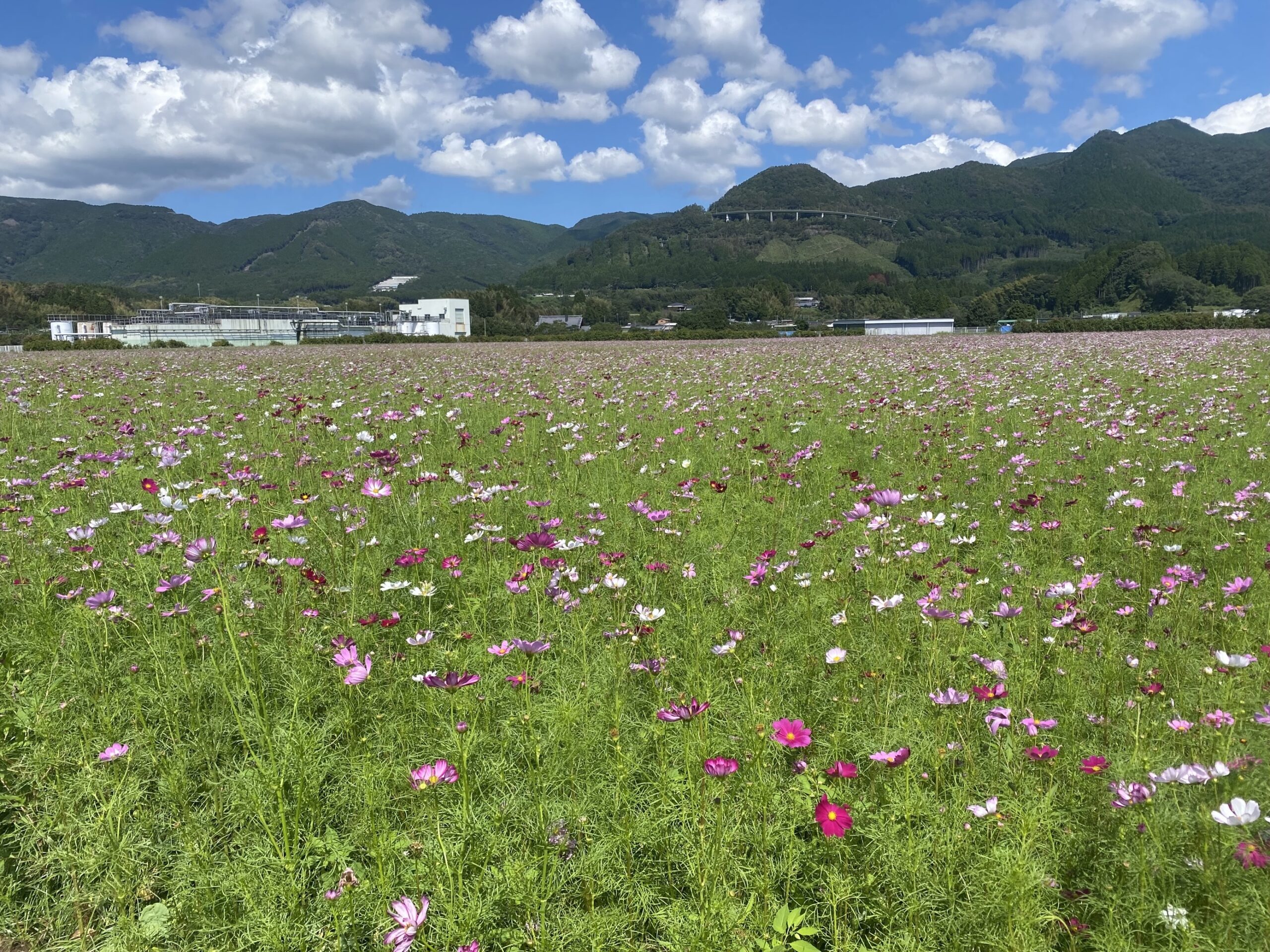 2024.9.24 コスモス情報～3分咲き～ | えびの工場｜コカ・コーラ