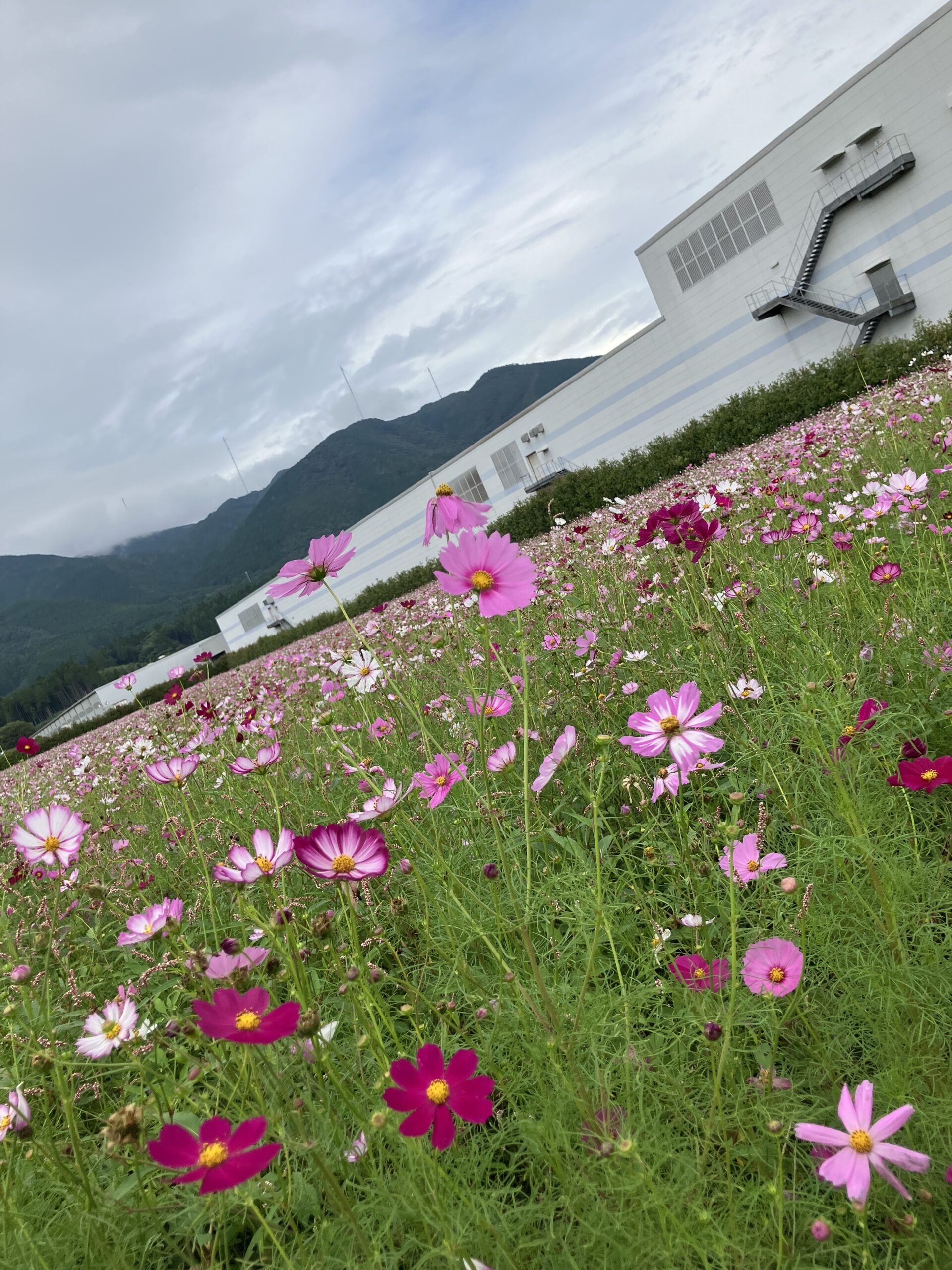 2024.10.4 コスモス情報～6分咲き～ | えびの工場｜コカ・コーラ