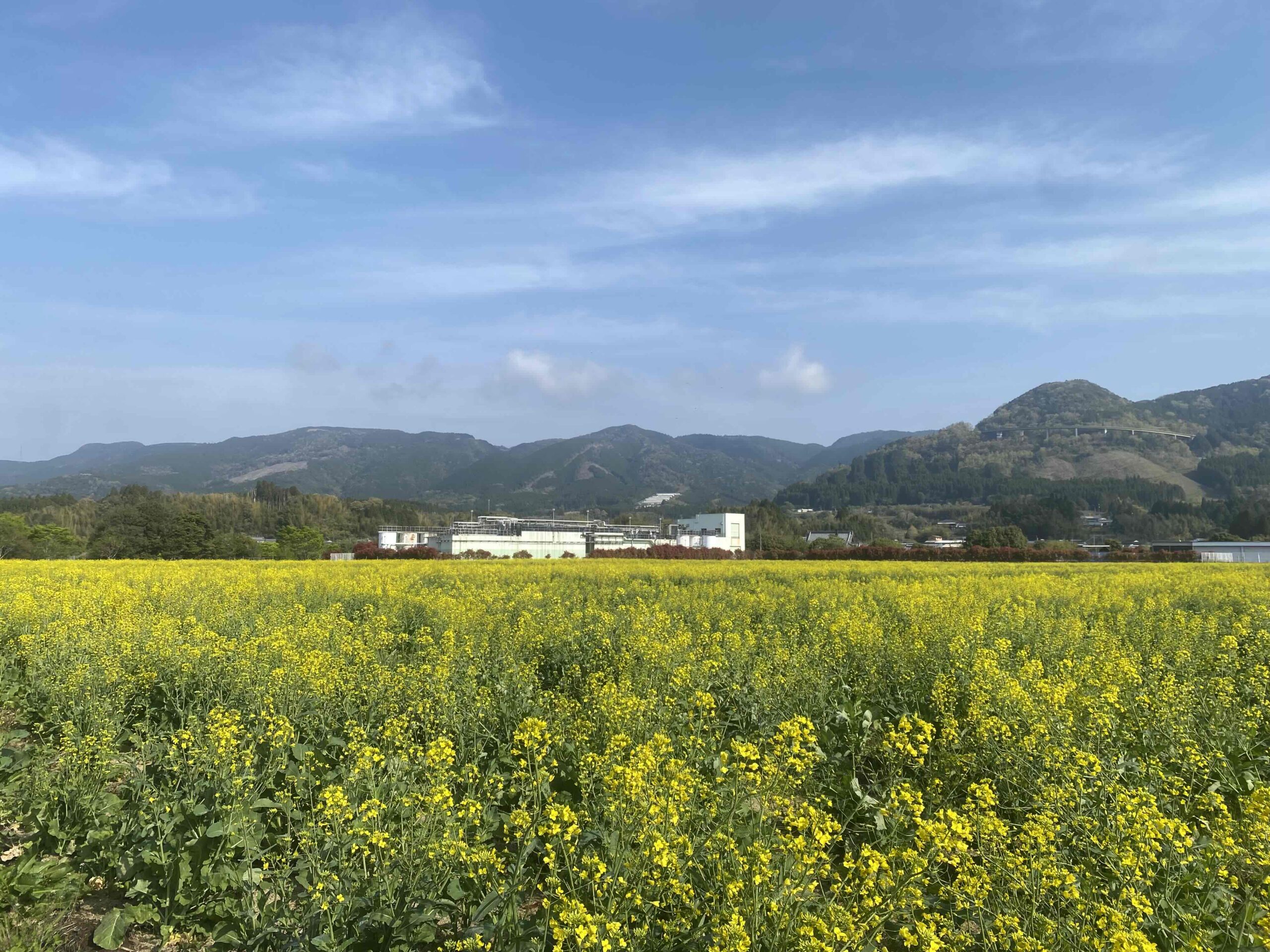 菜の花 2025.4.16 菜の花情報 ～満開～ | えびの工場｜コカ・コーラ