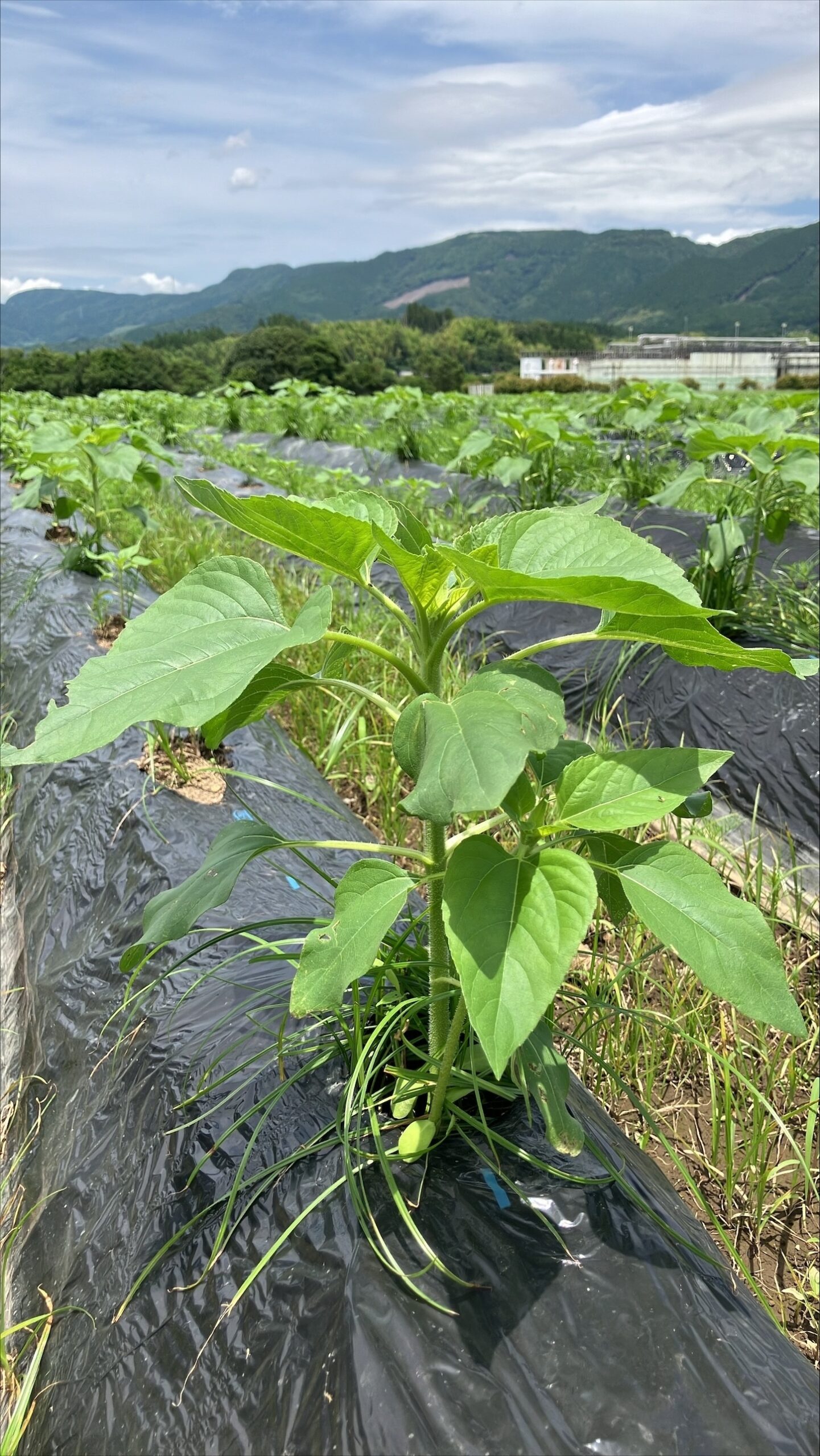 2025.6.18 ひまわり情報 | えびの工場｜コカ・コーラ ボトラーズ