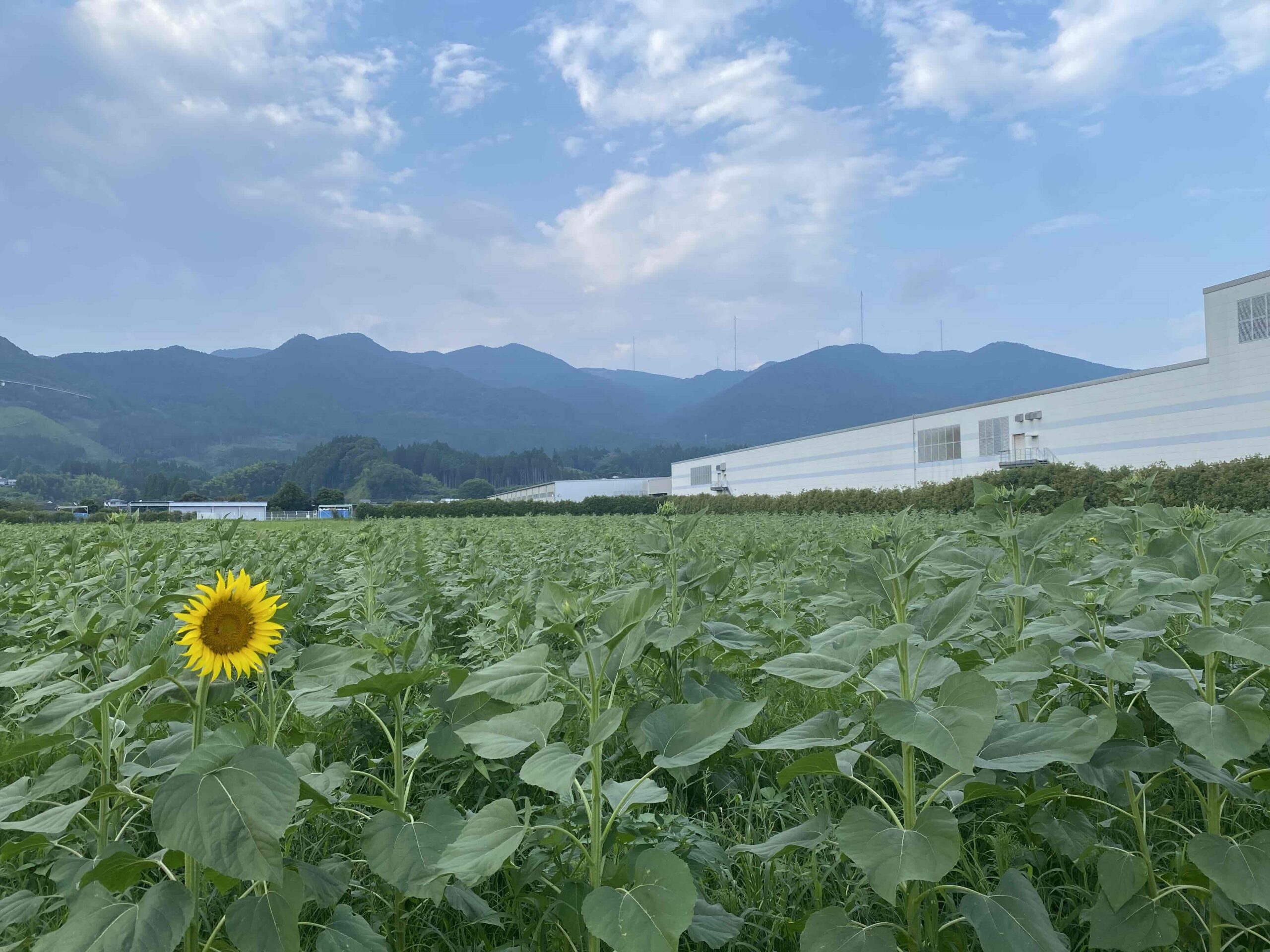 2025.7.9 ひまわり情報 | えびの工場｜コカ・コーラ ボトラーズ