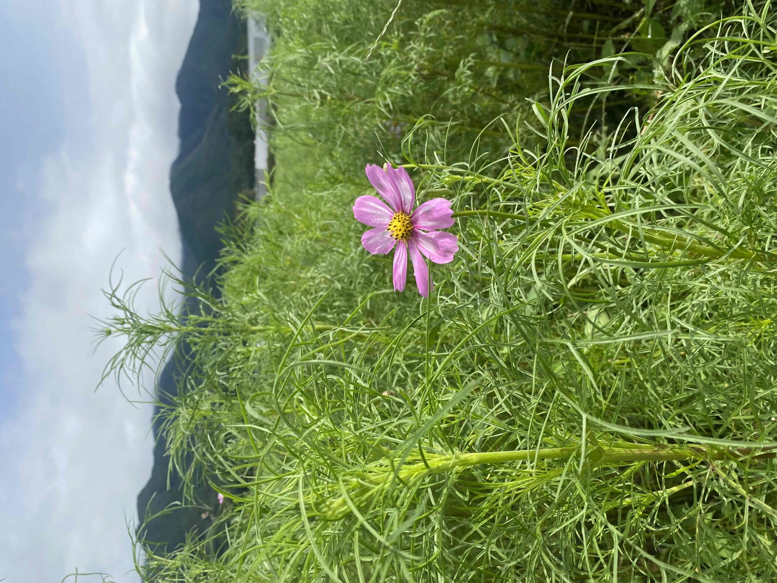 コスモスミス 2025.9.25 コスモス情報 | えびの工場｜コカ・コーラ ボトラーズ