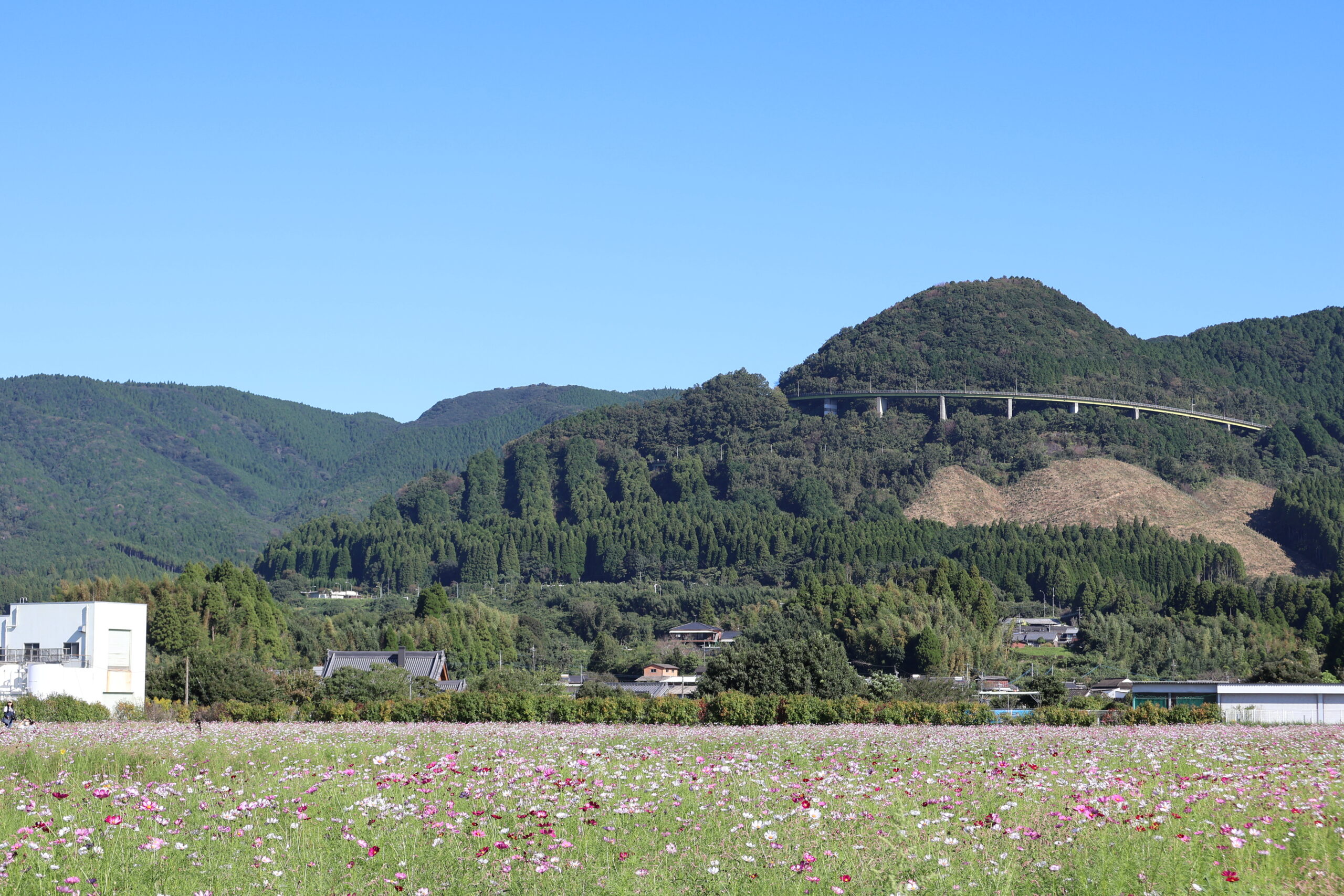 2025.10.11 コスモス情報～6分咲～ | えびの工場｜コカ・コーラ