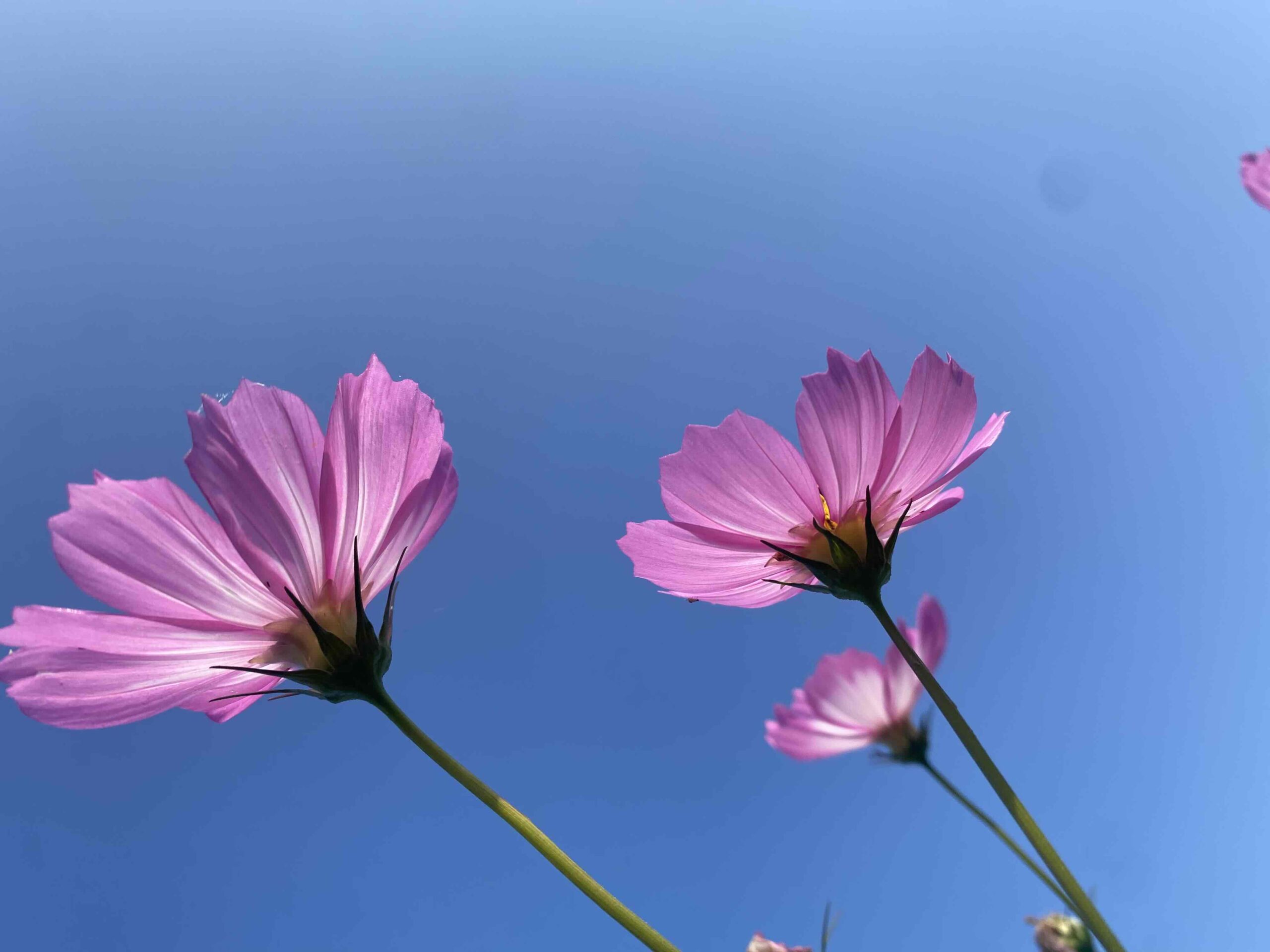 2025.10.15 コスモス情報 ～見頃を迎えました～ | えびの工場｜コカ