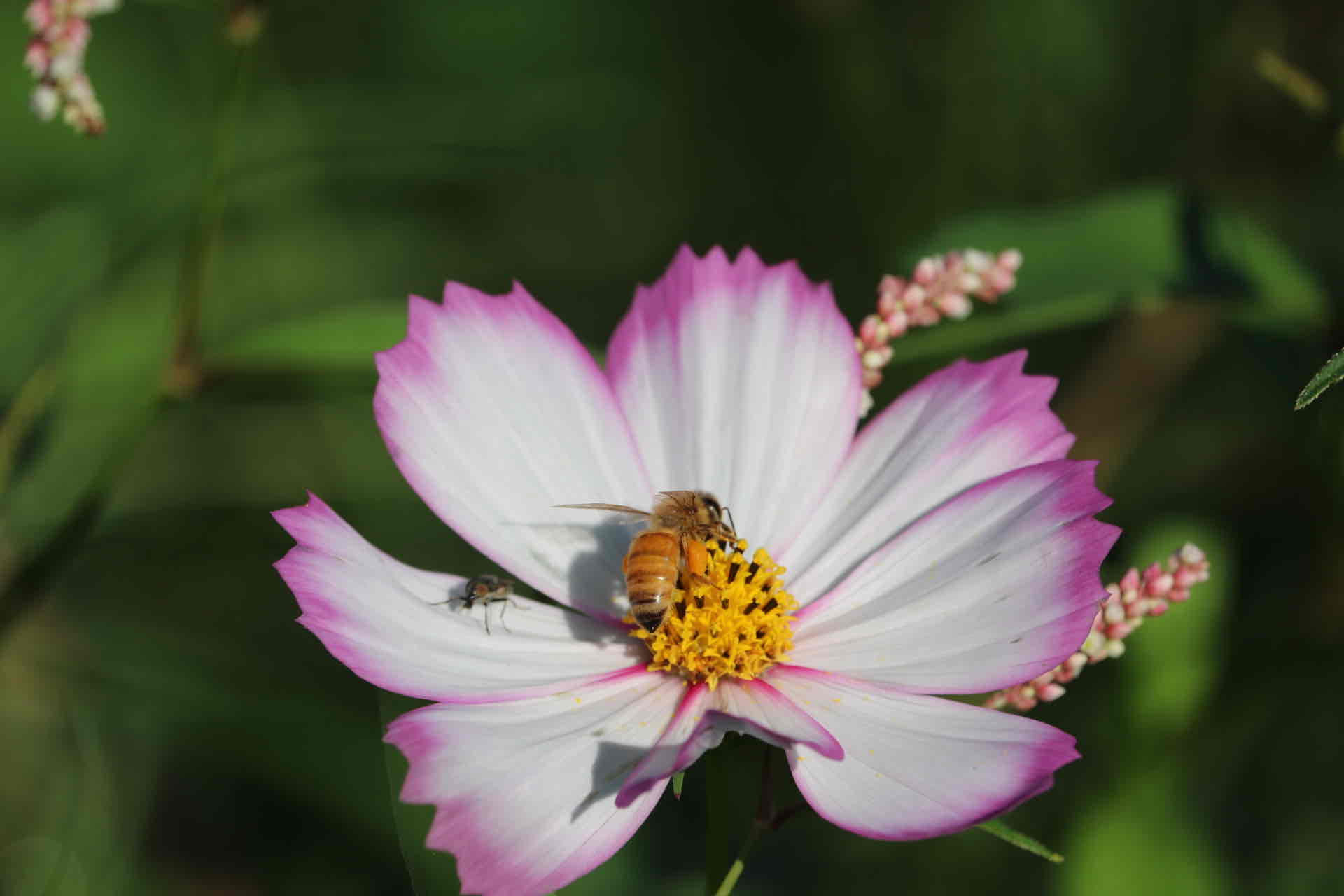 コスモス　ジャイロス ベーゴマ 11x11 Tranquil Grove Cedar Hardtop Gazebo – Modern Shade