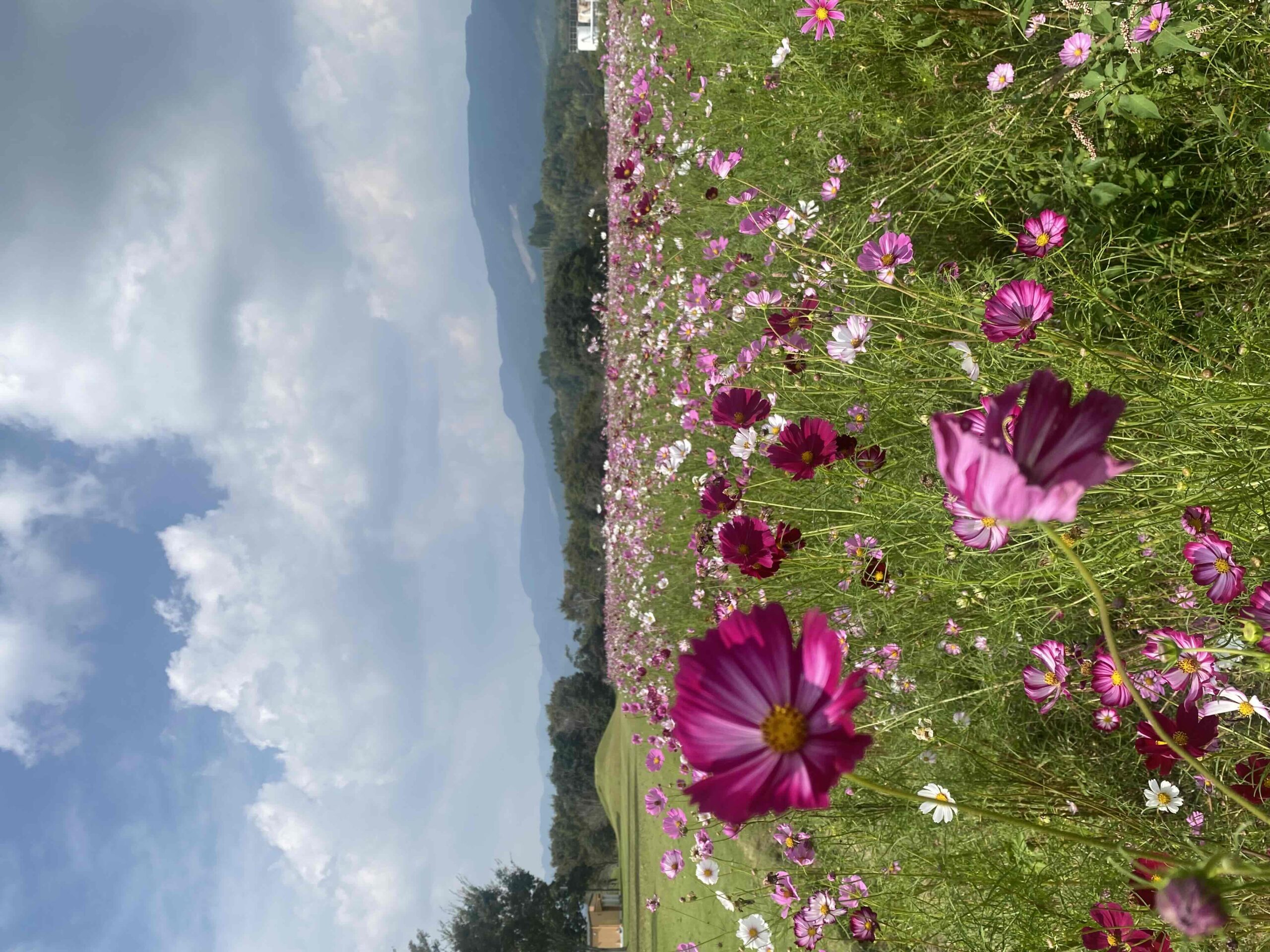 コスモ☆様　ご確認用ページです。 カーライフお役立ち情報｜コスモのコミっと車検