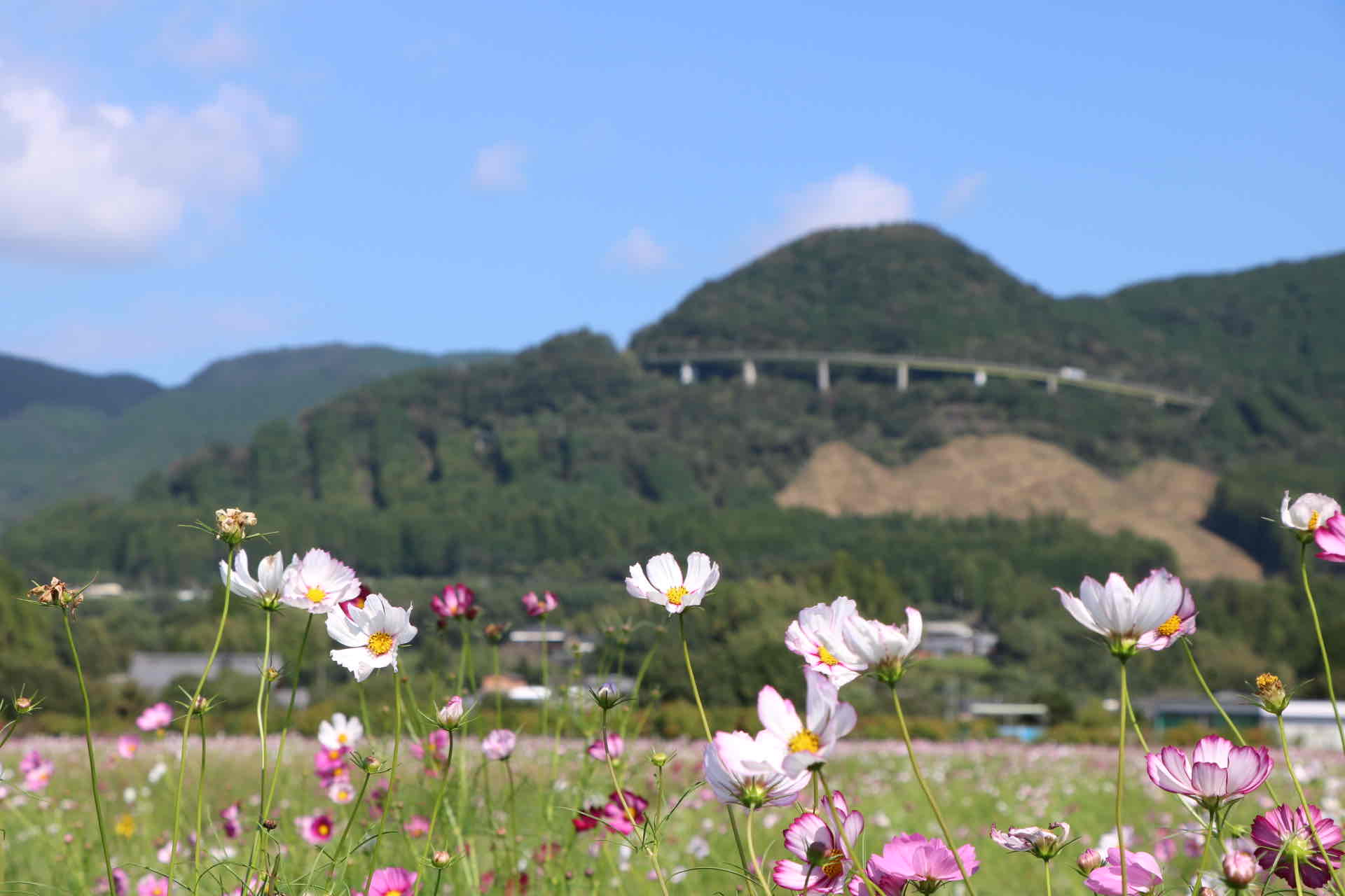 2025.10.10 コスモス情報～5分咲～ | えびの工場｜コカ・コーラ